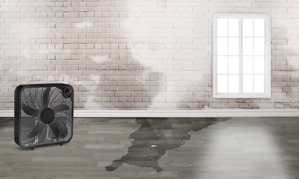Best Local water damage restoration  in Westmorland, CA