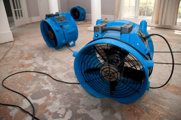 Best Mold removal after water damage  in Westmorland, CA